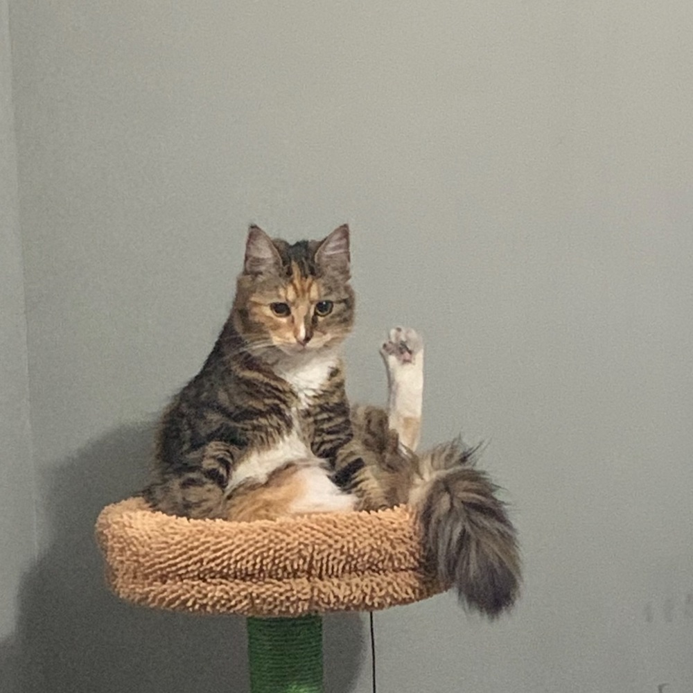 Meet your Posher, Nozy